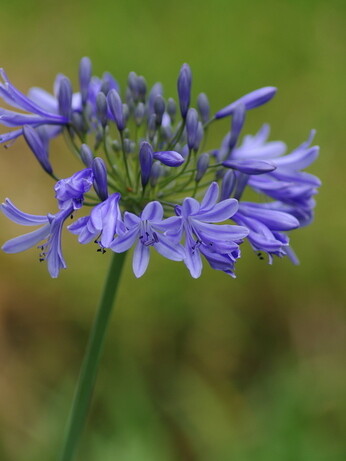 Weekly catch up with gardens & propagation Weekly catch up with gardens & propagation