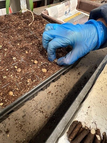 Weekly catch up with garden & propagation Weekly catch up with garden & propagation