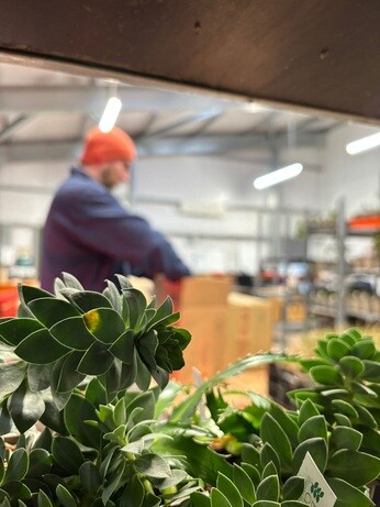 Weekly catch up with garden & propagation Weekly catch up with garden & propagation