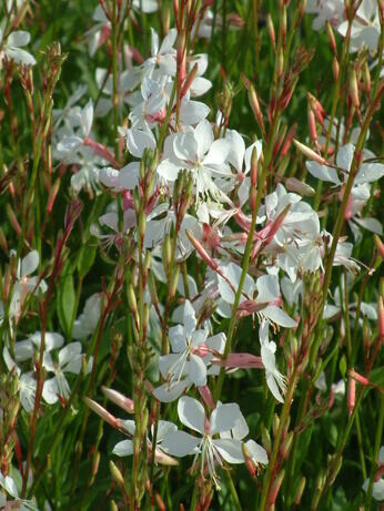 Weekly catch up with garden & propagation Weekly catch up with garden & propagation