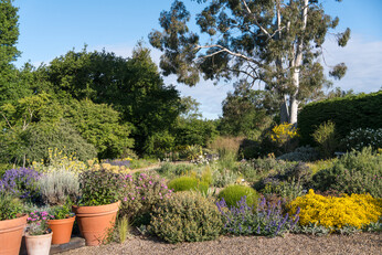 Perennials and tender plants for gorgeous seasonal container displays Perennials and tender plants for gorgeous seasonal container displays