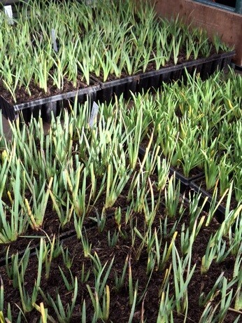 Weekly catch up with garden & propagation Weekly catch up with garden & propagation