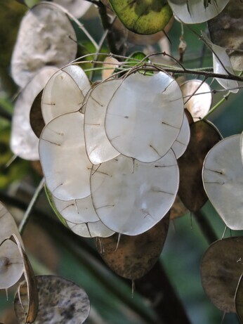 Sensational Seedheads Sensational Seedheads