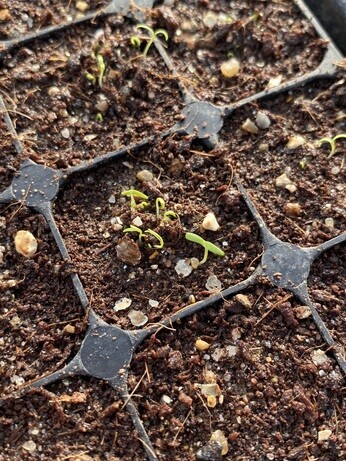 A guide to seed sowing A guide to seed sowing