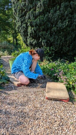 Weekly catch up with garden and propagation Weekly catch up with garden and propagation