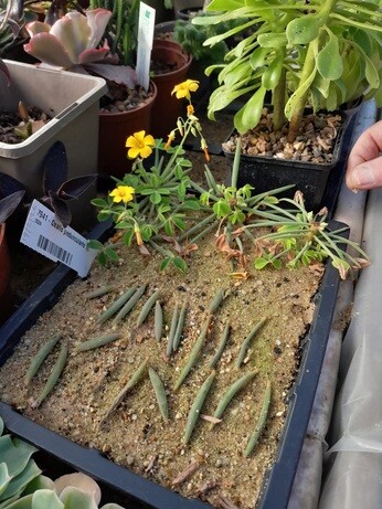 Weekly catch up with garden & propagation Weekly catch up with garden & propagation