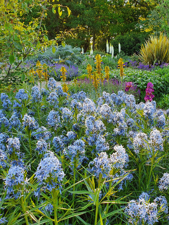 Perennials for Great Autumn Colour Perennials for Great Autumn Colour