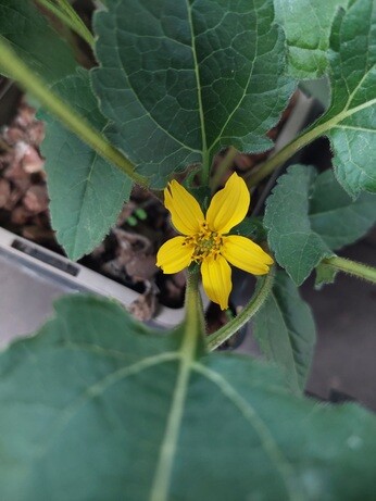 Weekly catch up with garden and propagation Weekly catch up with garden and propagation