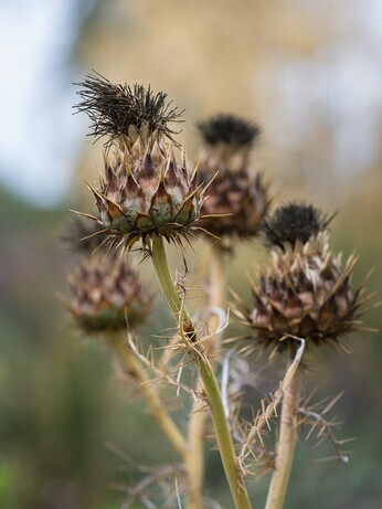 Plant profile - cynara Plant profile - cynara