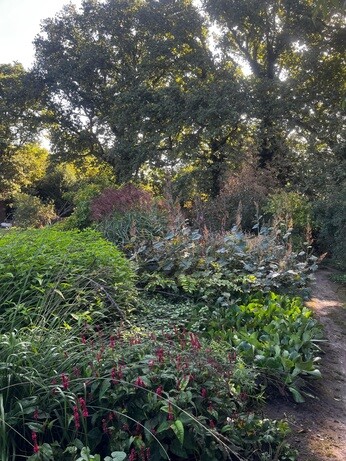 Weekly catch up with garden & propagation Weekly catch up with garden & propagation