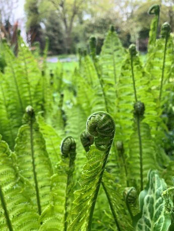 Plant combination ideas in June Plant combination ideas in June