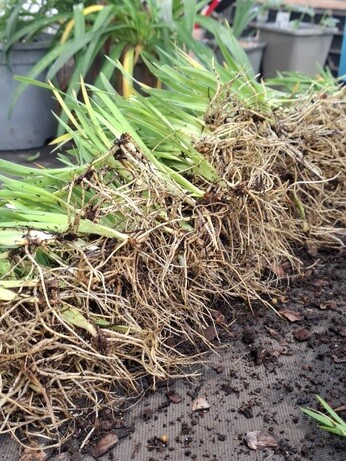 Weekly catch up with garden & propagation Weekly catch up with garden & propagation