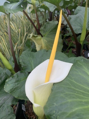 Weekly catch up with garden & propagation Weekly catch up with garden & propagation