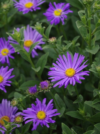 Asters- how to grow and care for Asters- how to grow and care for