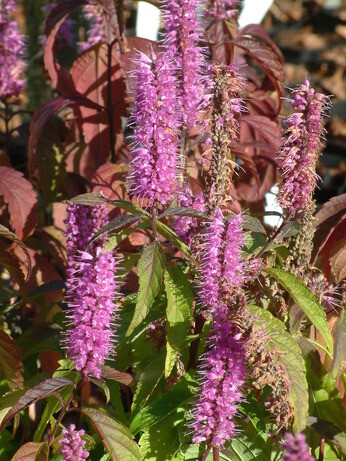 Perennials for Great Autumn Colour Perennials for Great Autumn Colour