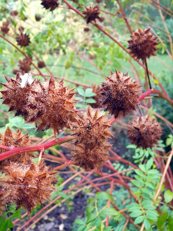 Sensational Seedheads Sensational Seedheads