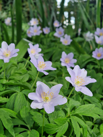 How to grow dwarf anemones How to grow dwarf anemones