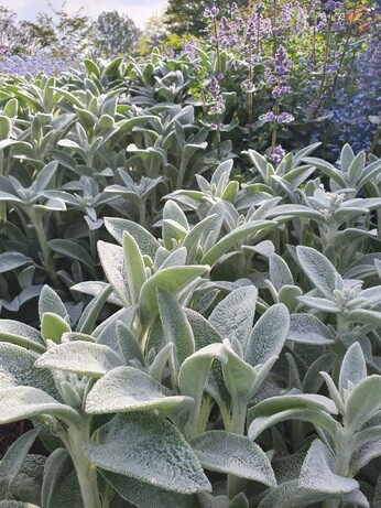 Top 12 drought-resistant plants Top 12 drought-resistant plants