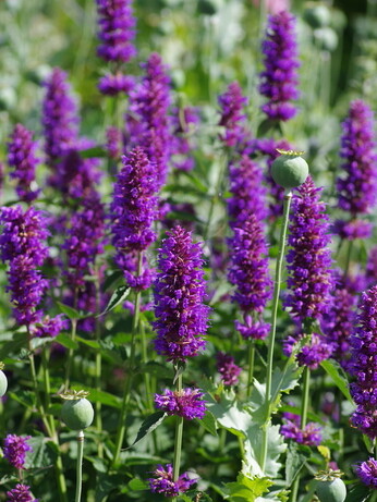 Our favourite perennials for late summer colour Our favourite perennials for late summer colour