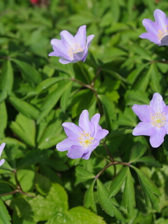 Plant profile - Dwarf anemone Plant profile - Dwarf anemone