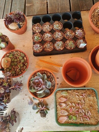 Weekly catch up with garden and propagation Weekly catch up with garden and propagation