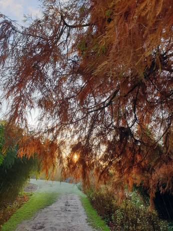 Brilliant autumn colour Brilliant autumn colour