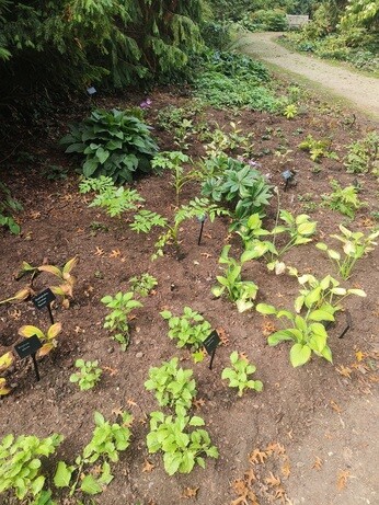 Weekly catch up with garden and propagation Weekly catch up with garden and propagation