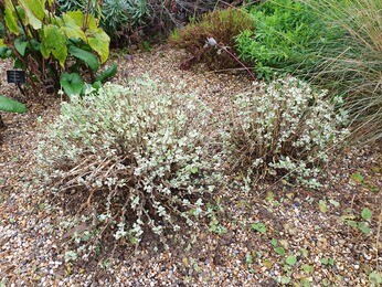 Late summer garden jobs Late summer garden jobs