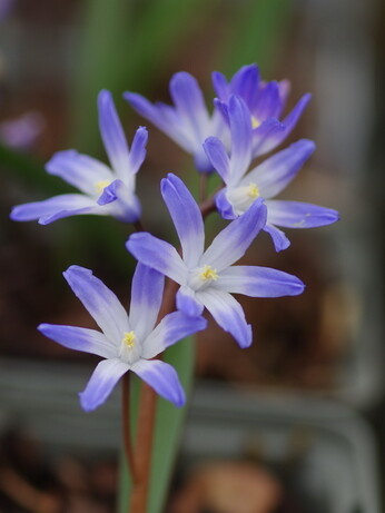 Our favourite spring bulbs Our favourite spring bulbs