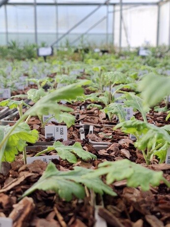 Weekly catch up with garden & propagation Weekly catch up with garden & propagation