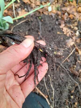 Winter propagation- Matteuccia struthiopteris Winter propagation- Matteuccia struthiopteris