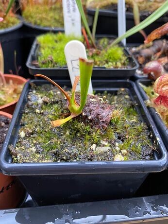 Winter propagation-carnivorous plants Winter propagation-carnivorous plants
