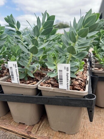 Weekly catch up with garden & propagation Weekly catch up with garden & propagation