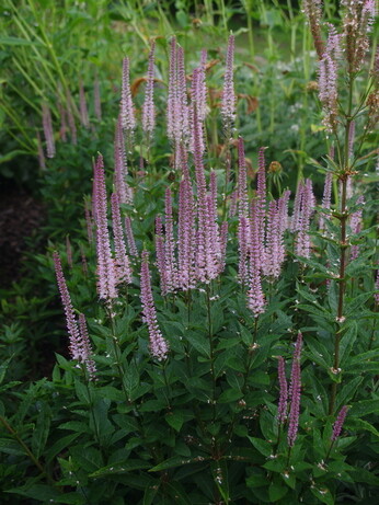 Weekly catch up with gardens & propagation Weekly catch up with gardens & propagation