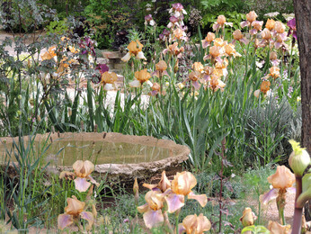 The Chelsea Flower Show 2023 The Chelsea Flower Show 2023