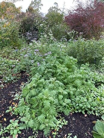 This week in the garden- mid October This week in the garden- mid October