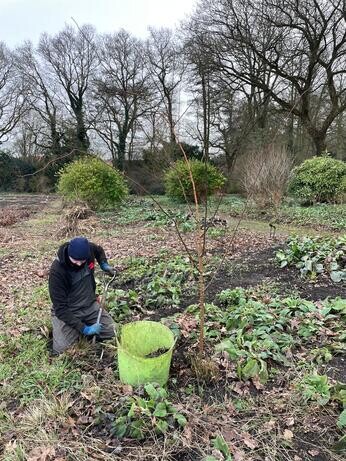 January news from the garden and propagation January news from the garden and propagation