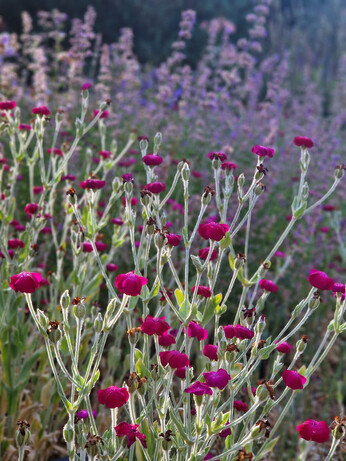 Plant name changes for 2024 Plant name changes for 2024