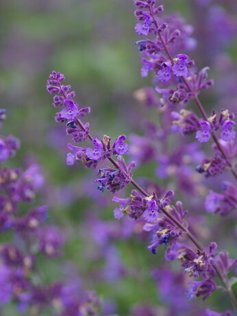 Nepeta (Catmint)- how to grow and care for Nepeta (Catmint)- how to grow and care for