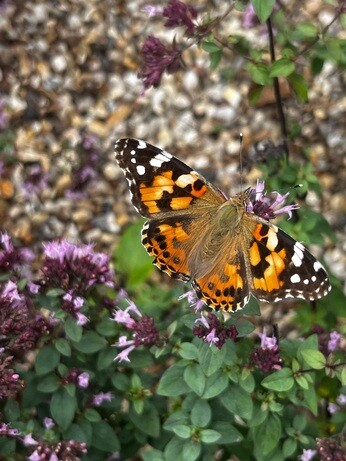 Weekly catch up with garden & propagation Weekly catch up with garden & propagation