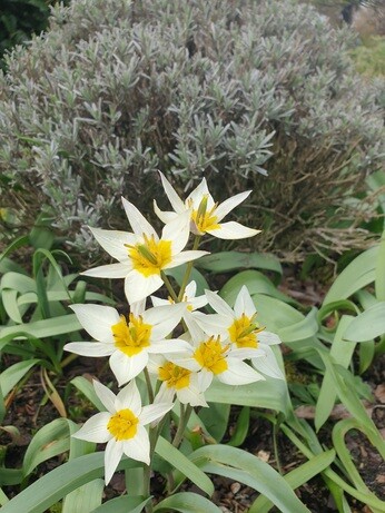 Species tulips and how to grow them Species tulips and how to grow them