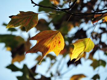 Brilliant autumn colour Brilliant autumn colour