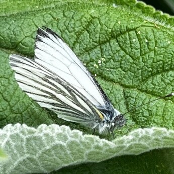 Wild Words from the Ground - May Wild Words from the Ground - May