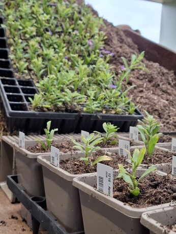 Weekly catchup with garden and propagation Weekly catchup with garden and propagation