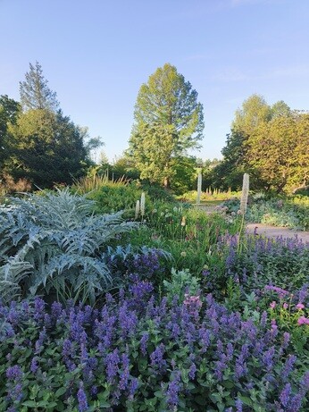 Weekly catch up with garden and propagation Weekly catch up with garden and propagation
