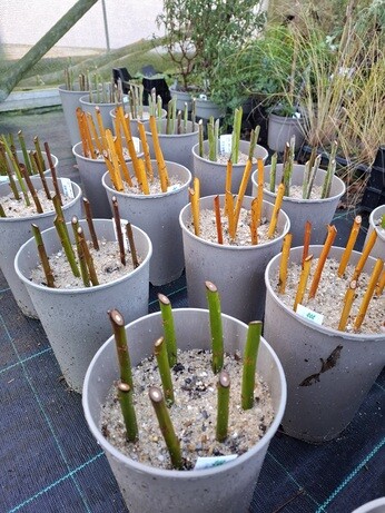 January news from the garden and propagation January news from the garden and propagation
