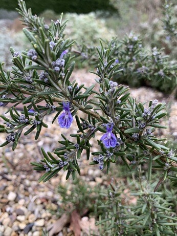 Easy evergreens for winter interest Easy evergreens for winter interest