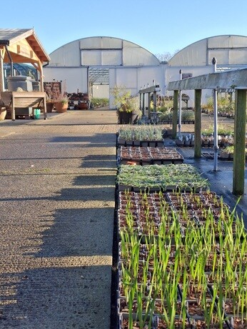 Weekly catch up with garden & propagation Weekly catch up with garden & propagation