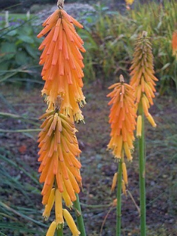 Weekly catch up with gardens & propagation Weekly catch up with gardens & propagation