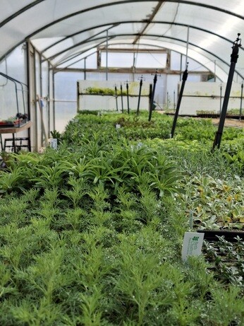 Weekly catch up with garden and propagation Weekly catch up with garden and propagation